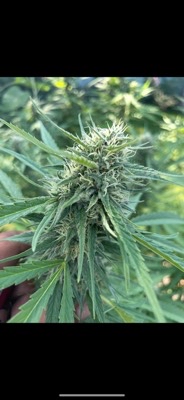 farmerdro
