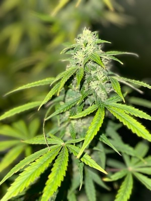 Iloveplants