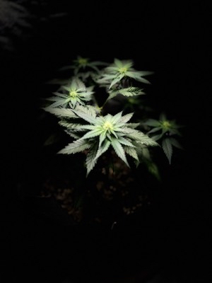 leym420