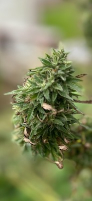 EastCoastGrowz