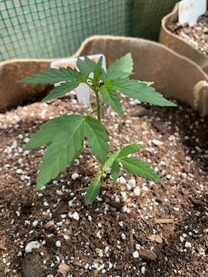 autoflowergrower323