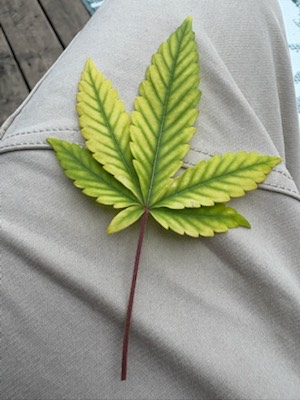 dcbuds