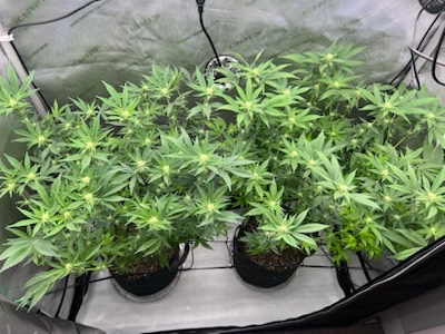 SpicyTaco710