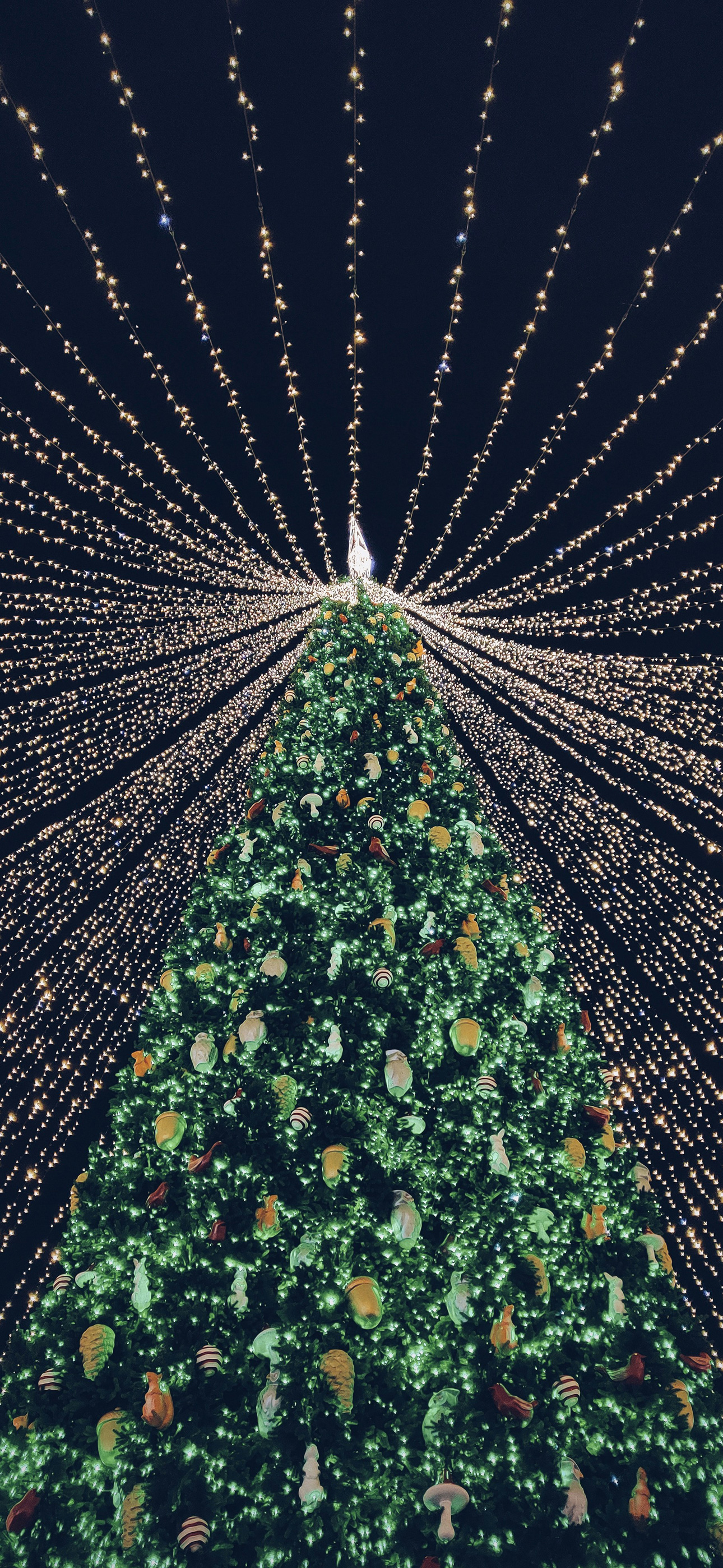 citylightopfchristmastreeeeee