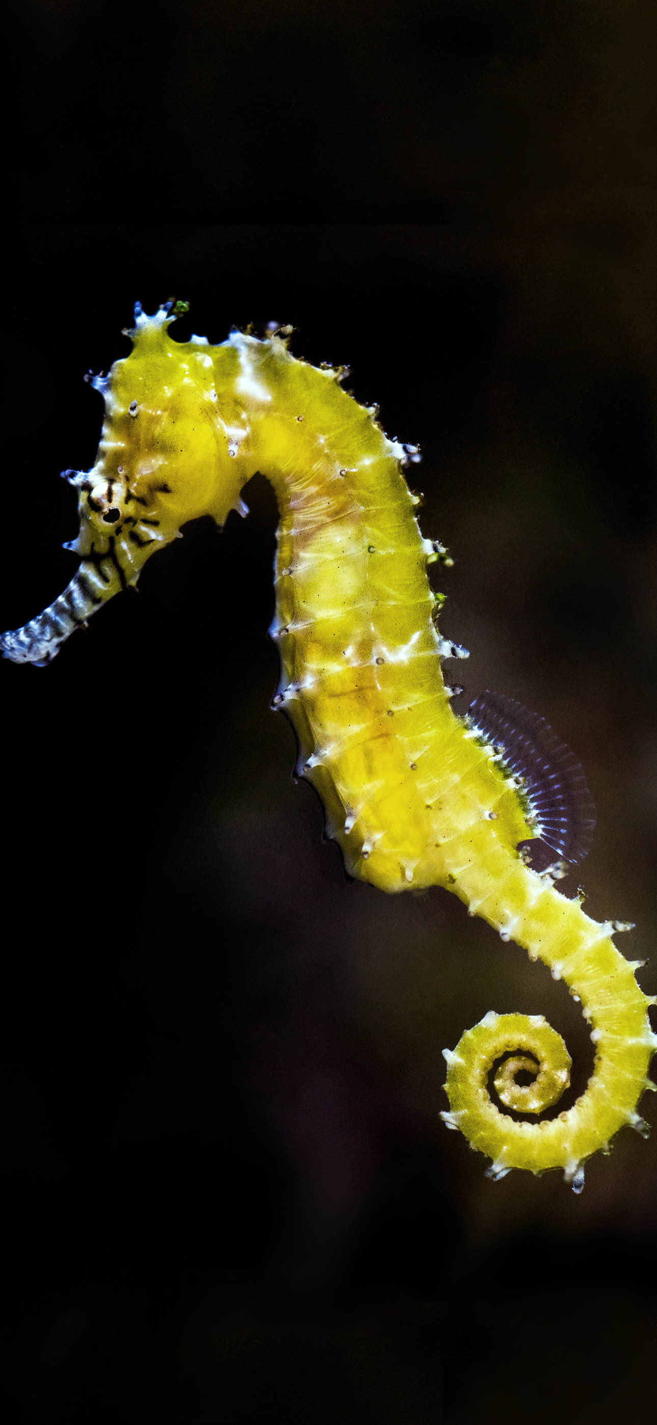 seahorse by 