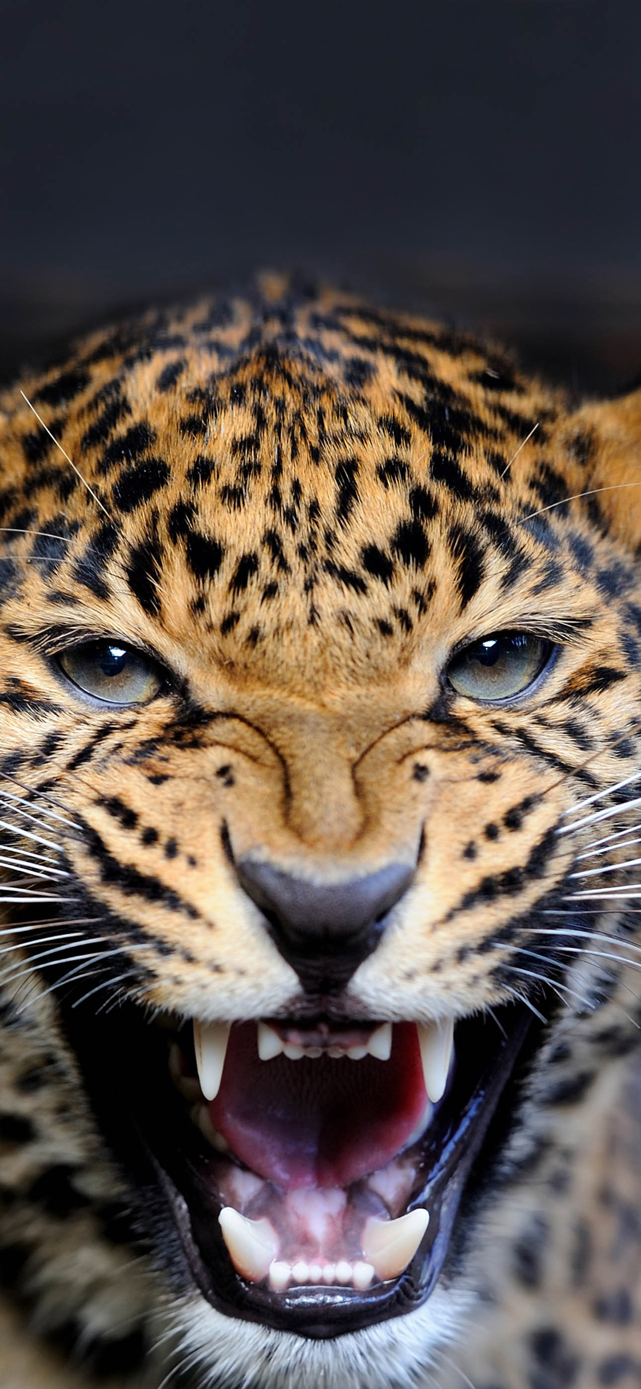 leopard by 
