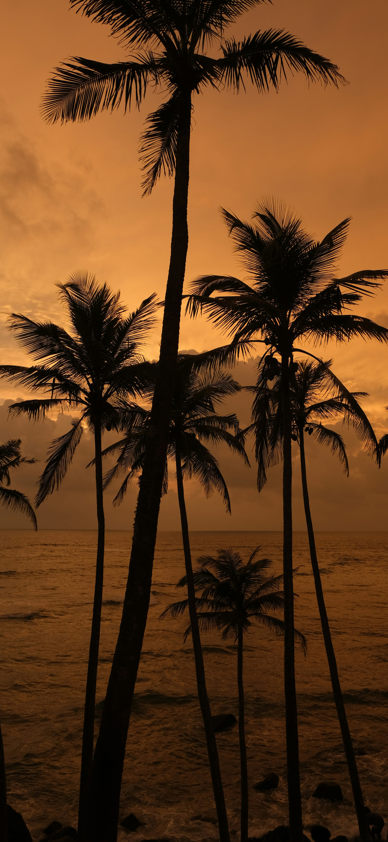 palmtreeeblackyellow