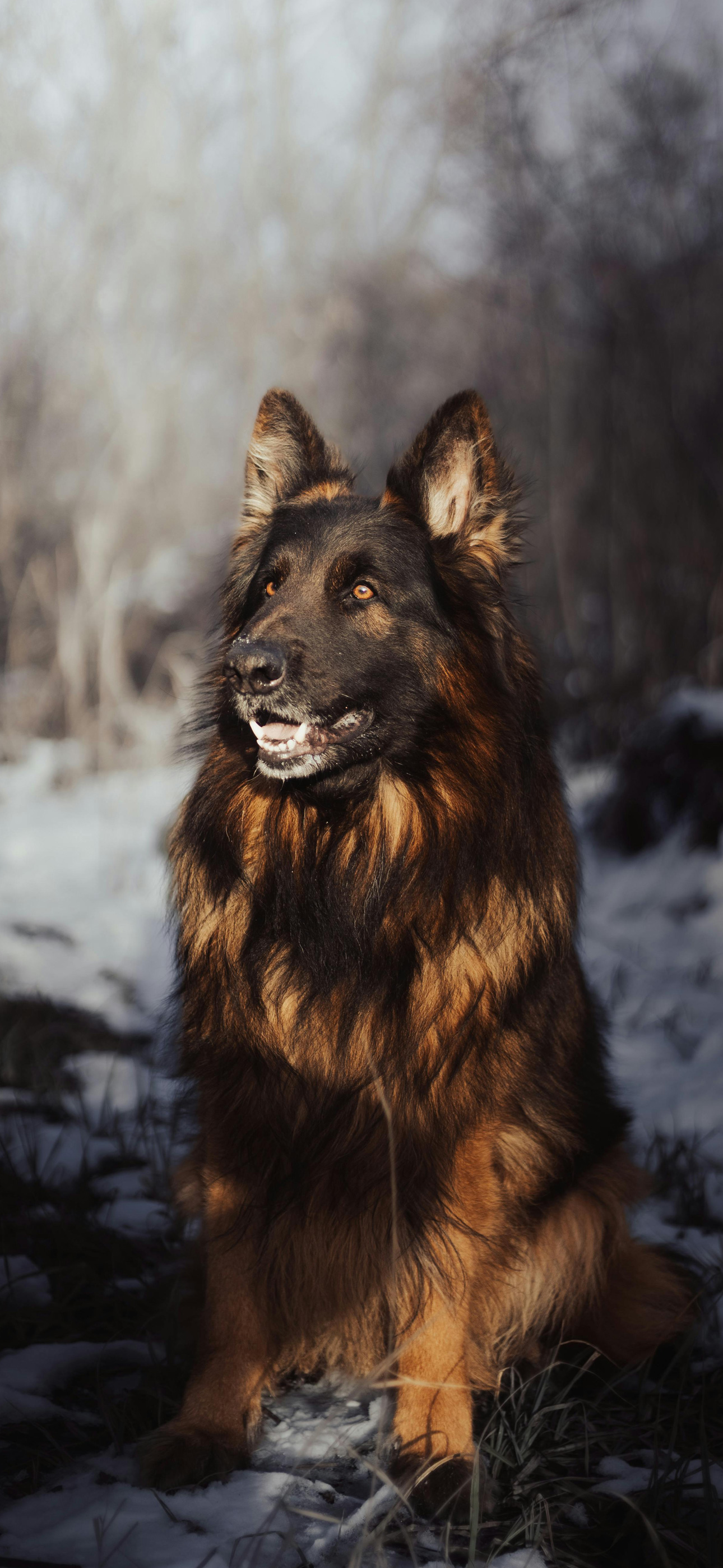 germanshepherd