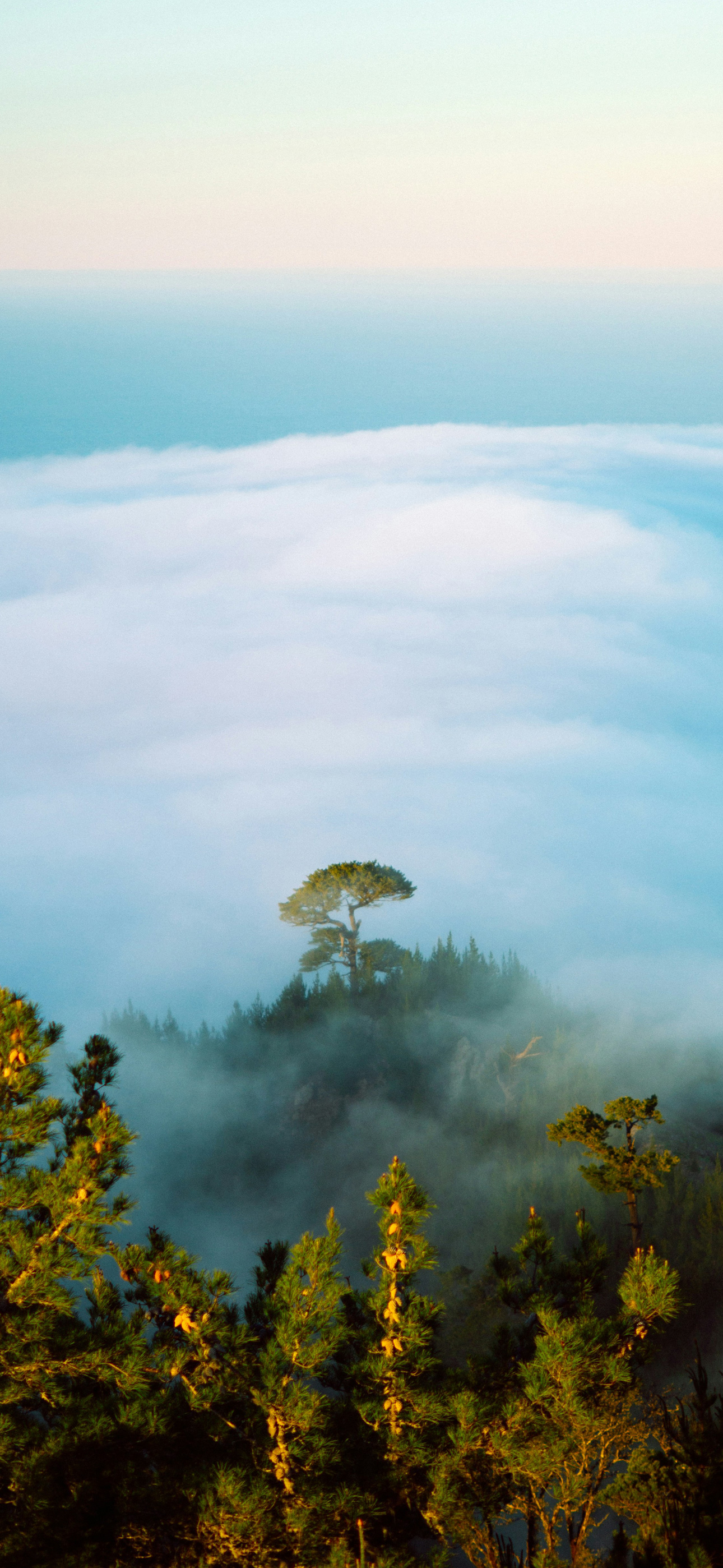 lonertreeeeeeeeonfog