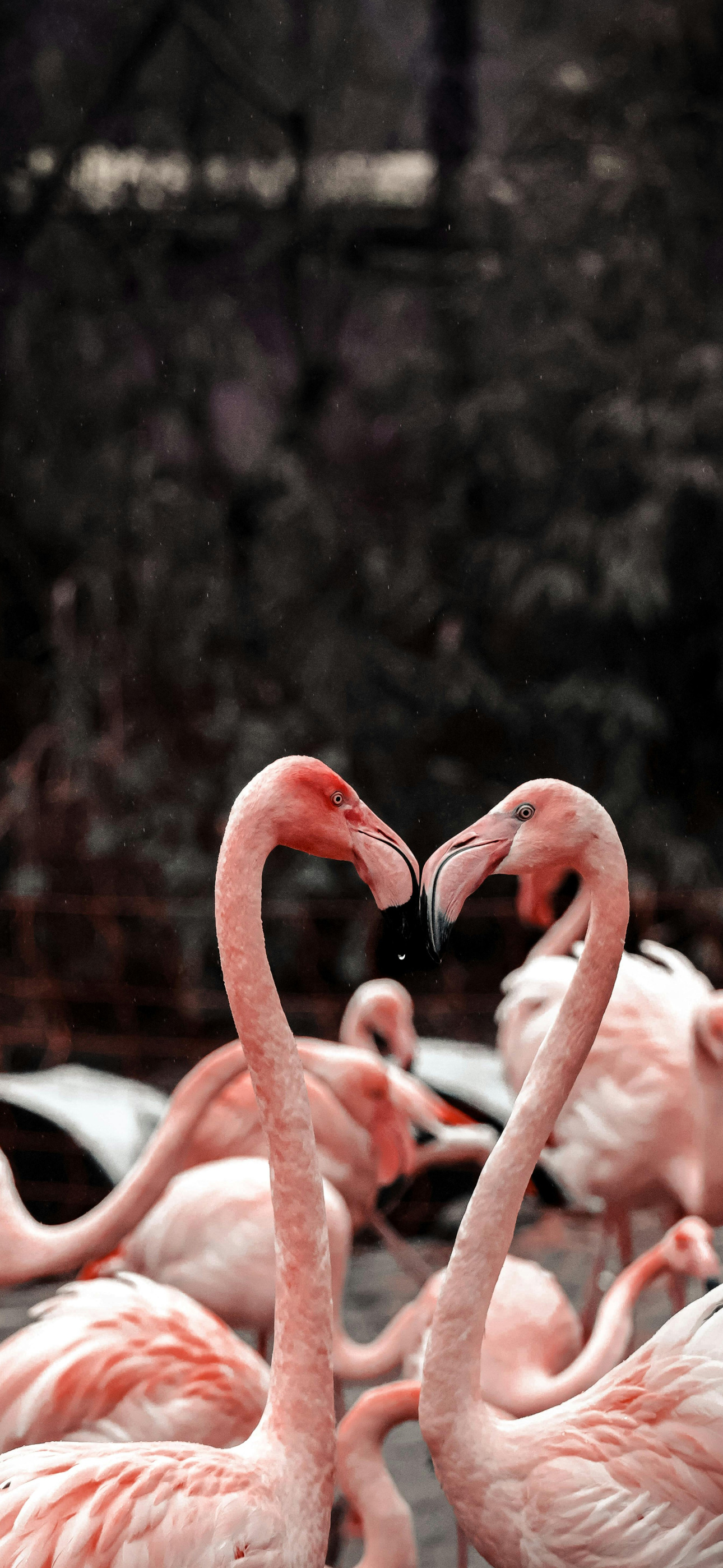 hearflamingopink