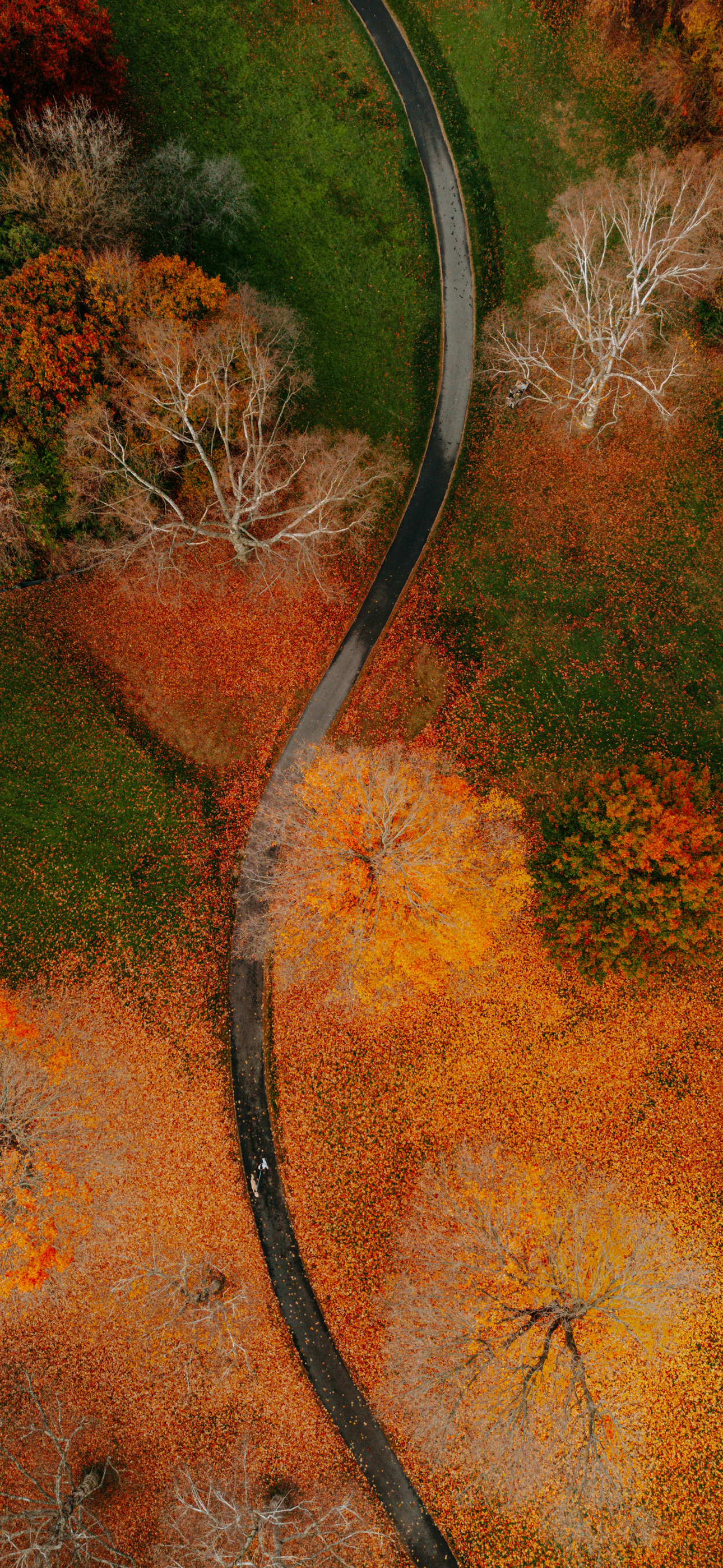 autumnupview