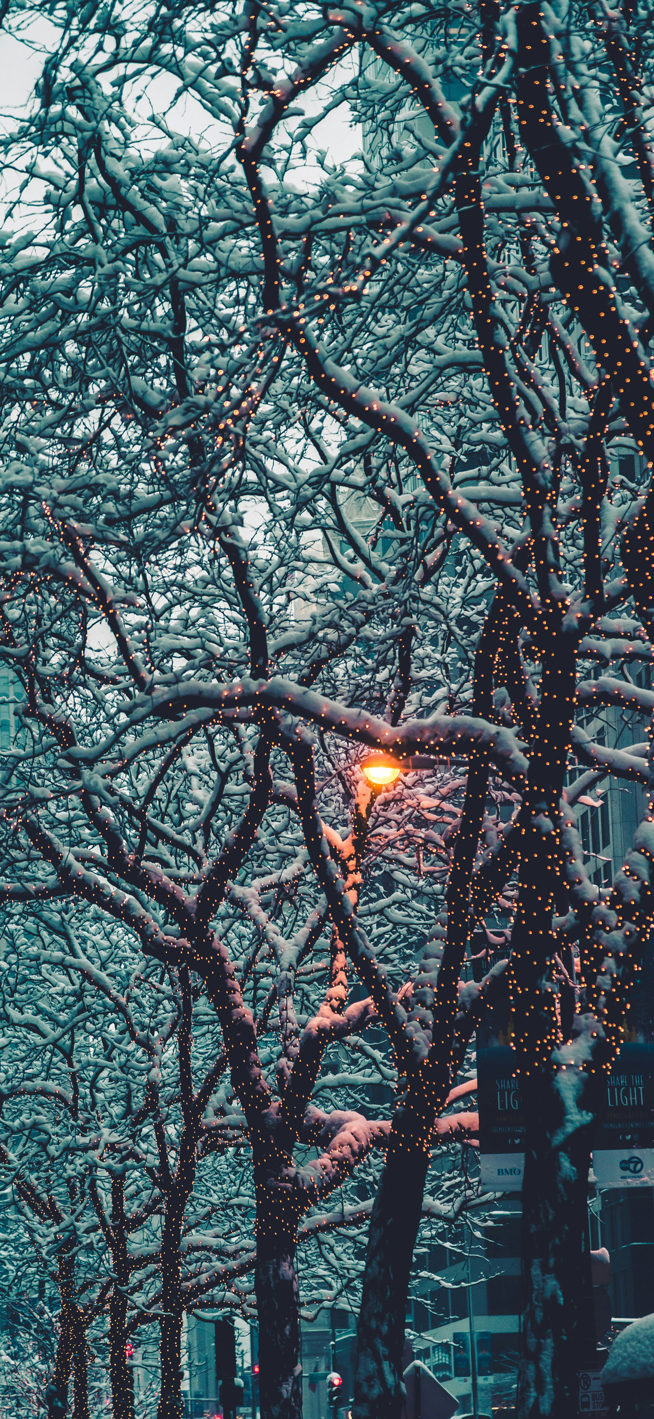 wintertreeeelght