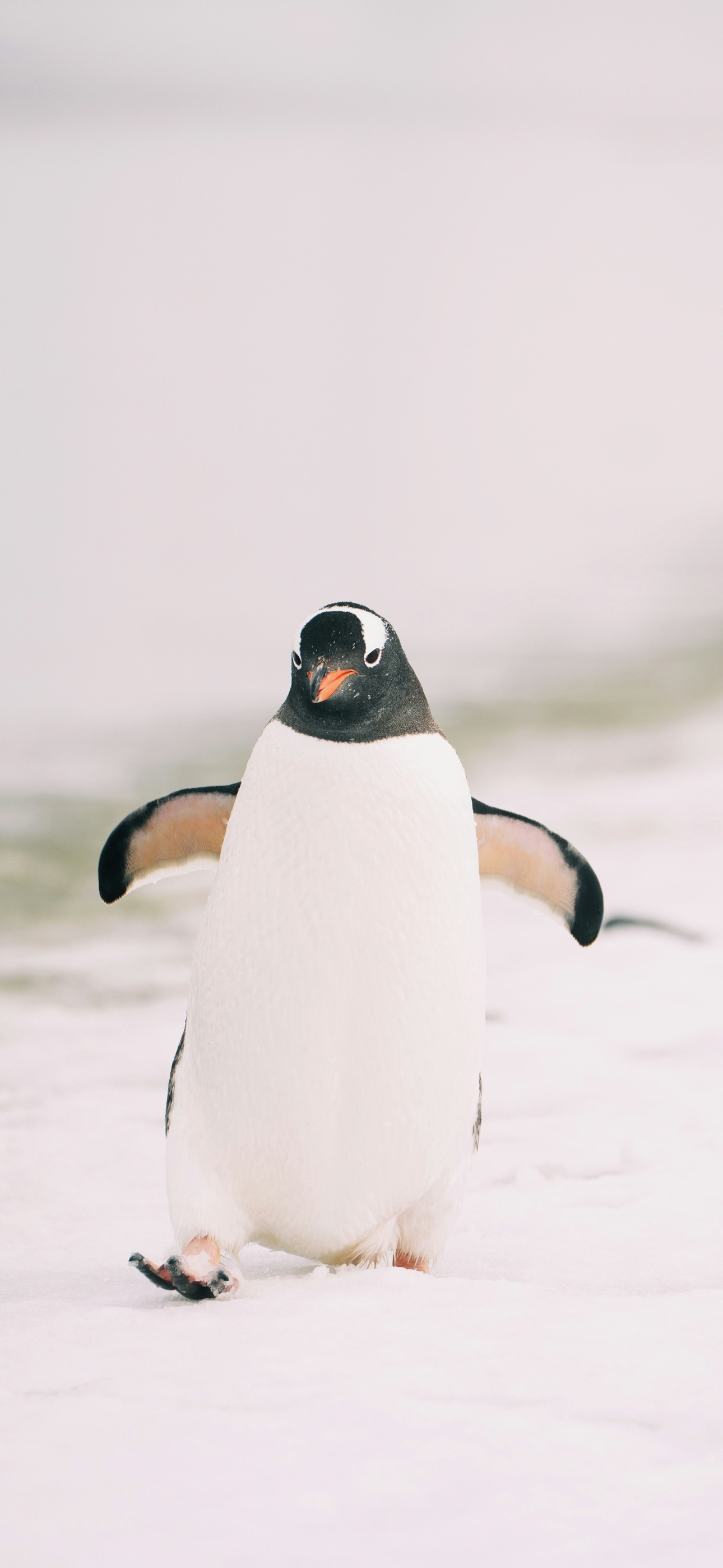 peeeeeeeeeeeeeeeenguin