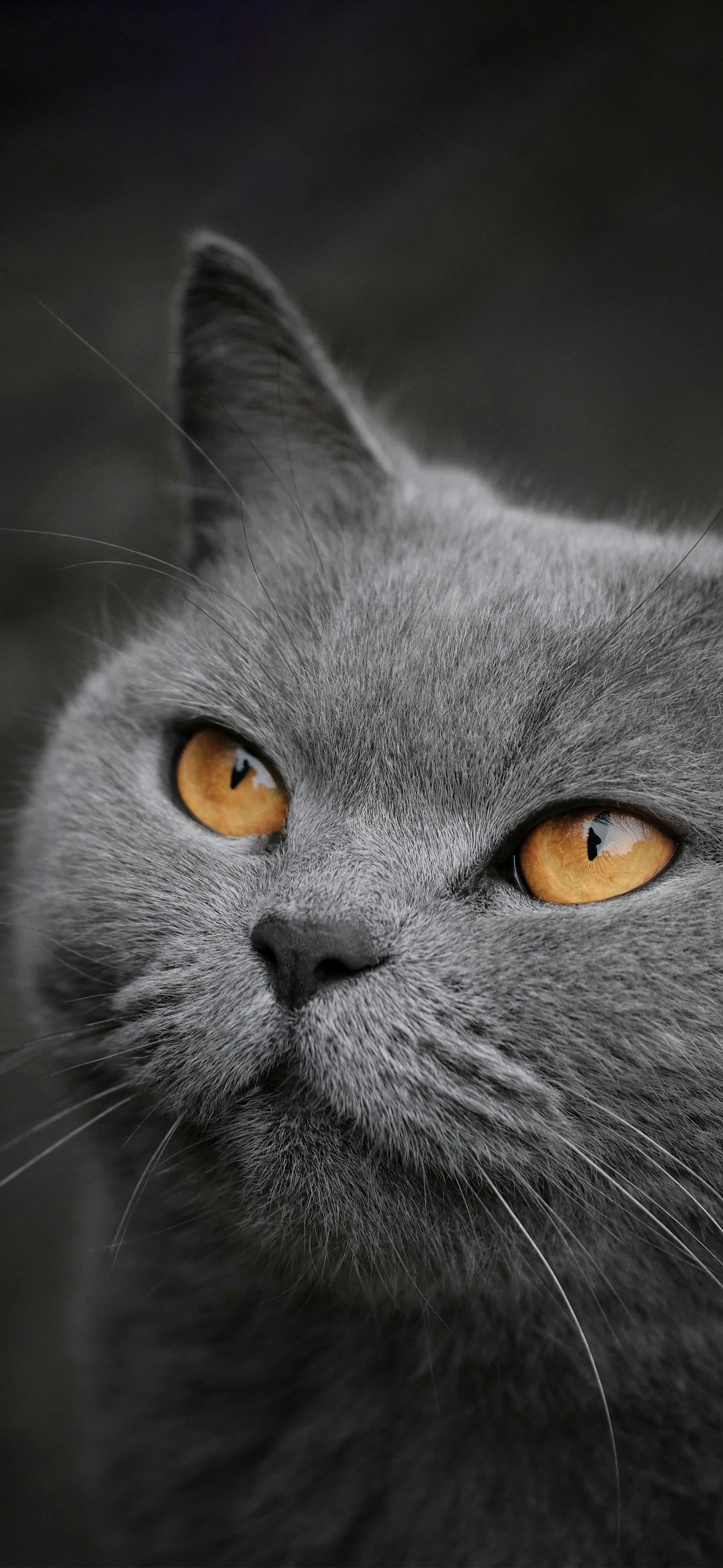 greyyellowcatr