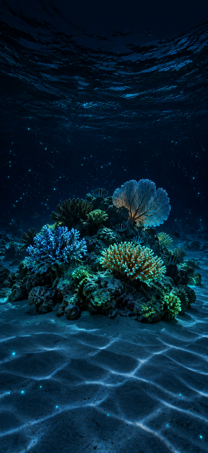 Coral Shallows Night