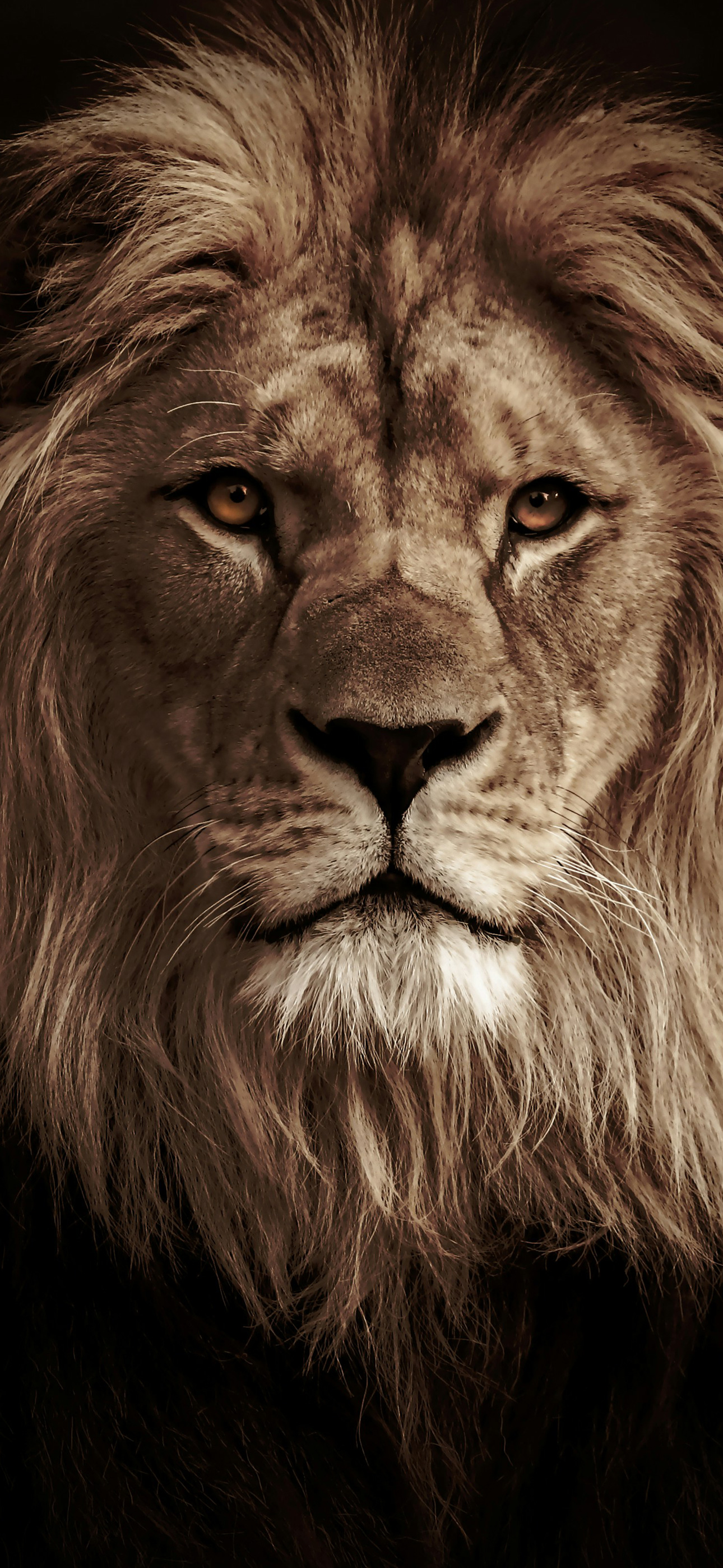 lioooooooooooooooooooooooooon1