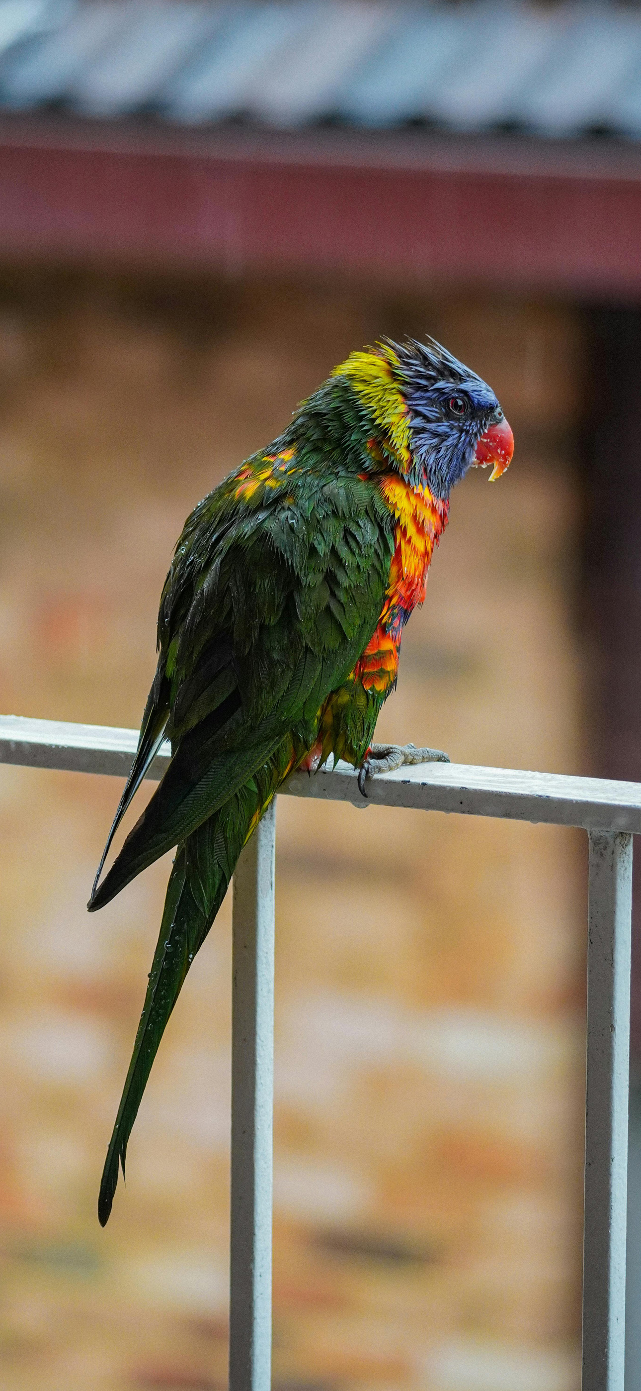 parrotgrene