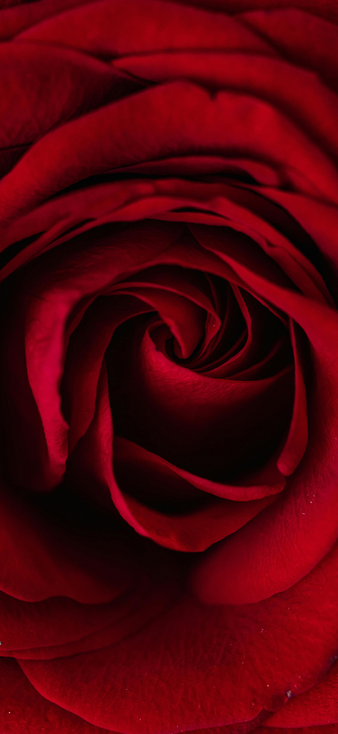 redrose