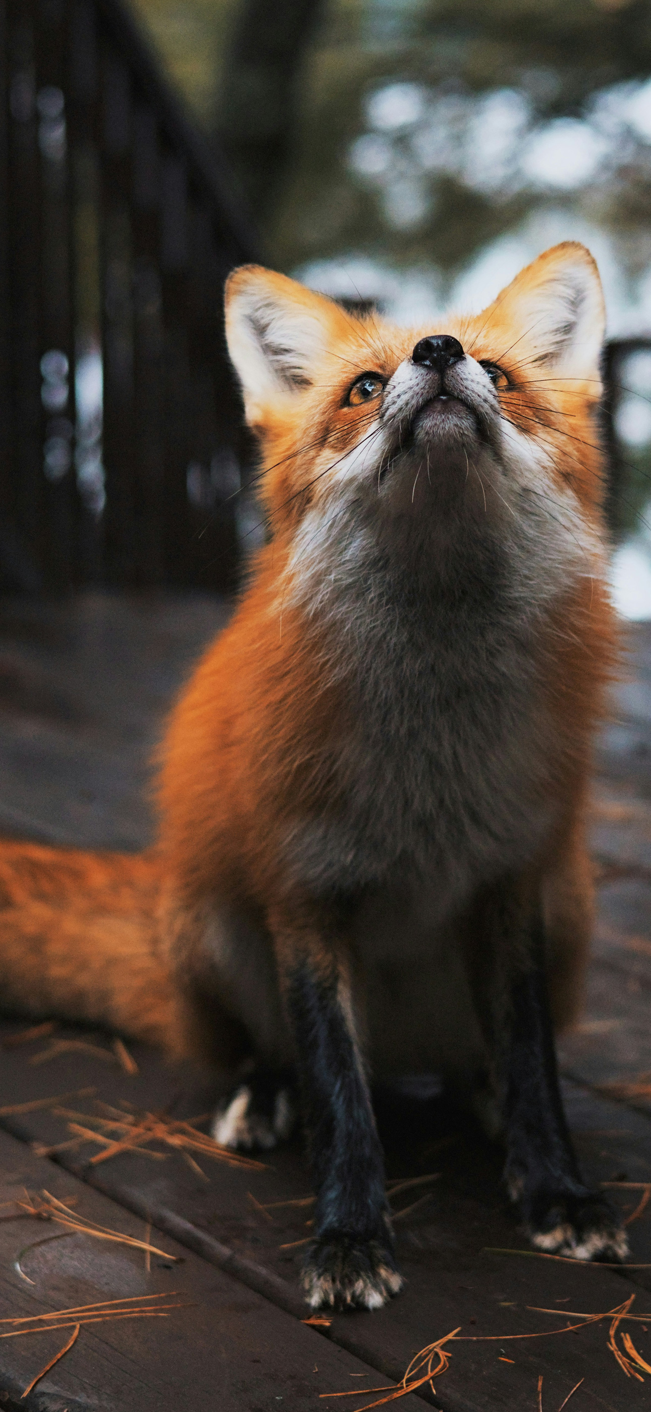 foxysmal