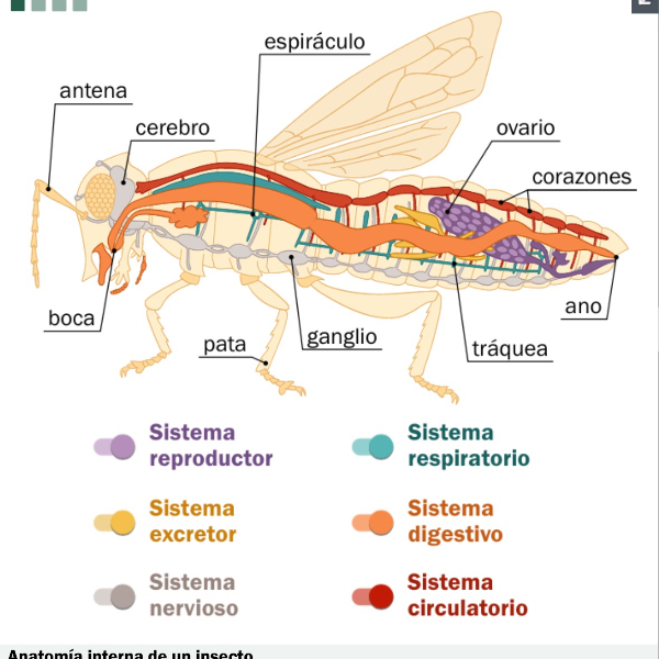 Anatomía Interna De Los Insectos Introducción Métodos