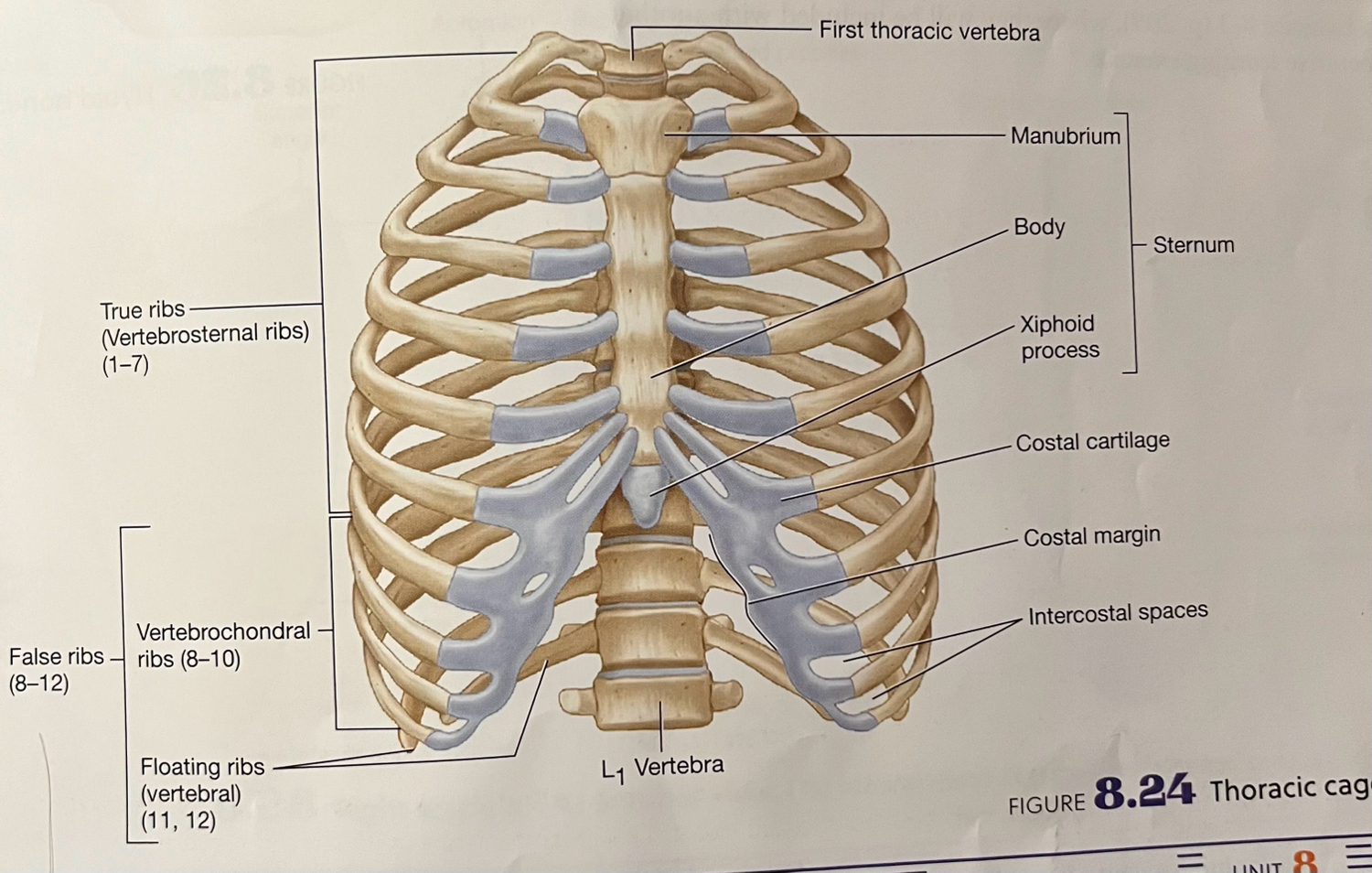 Labeled Thoracic Cage Thorax Bones Of The Rib Cage 