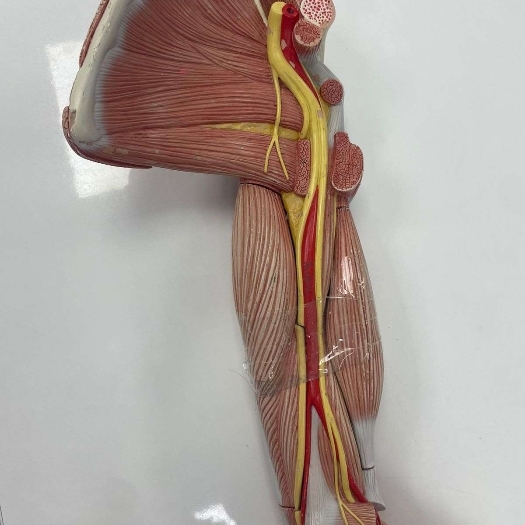 Musculos