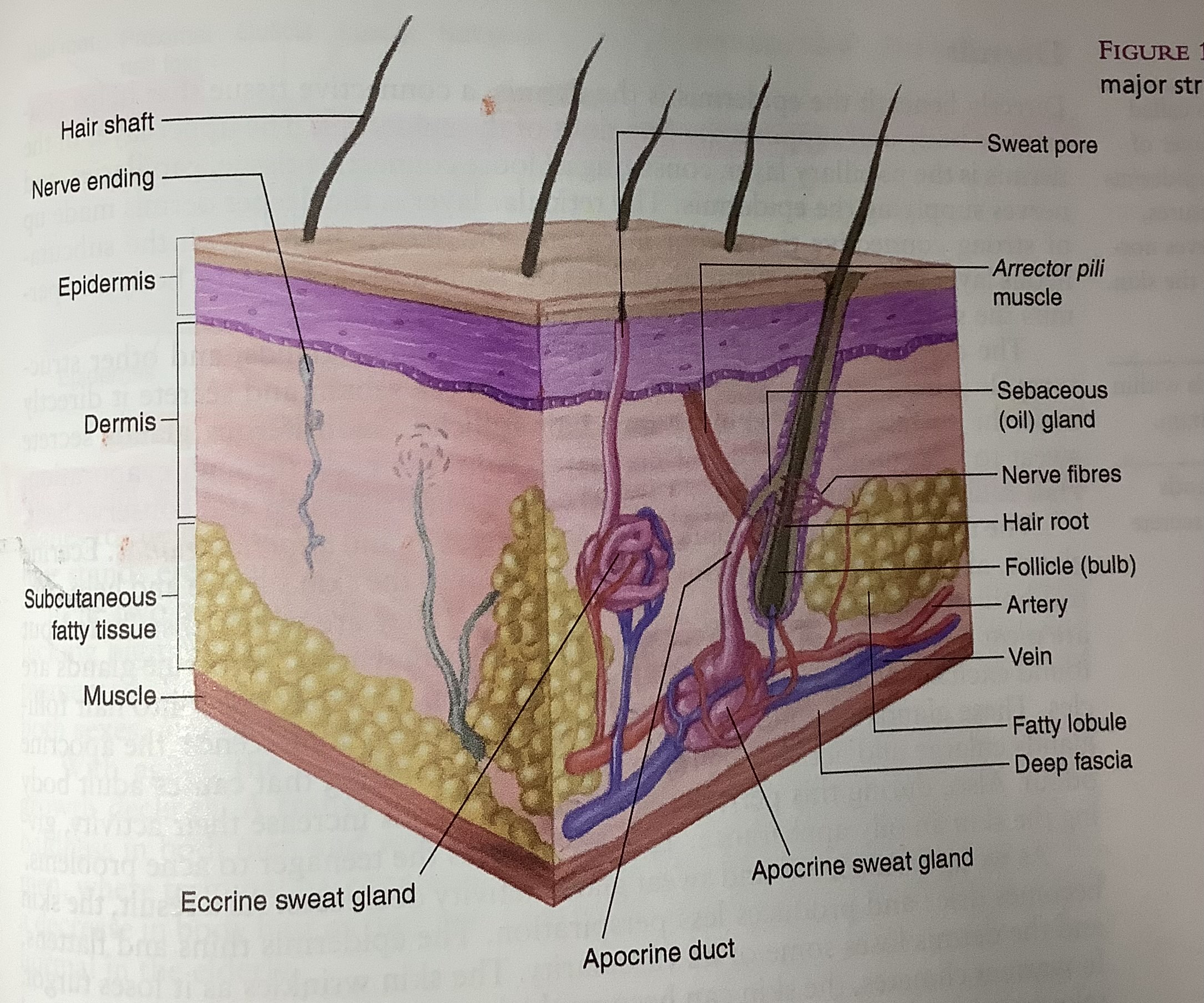 Arrector Pili Muscle Diagram