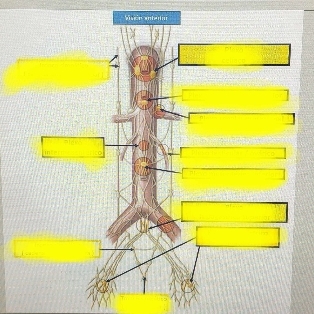 Plexus Intrinseque Plexos