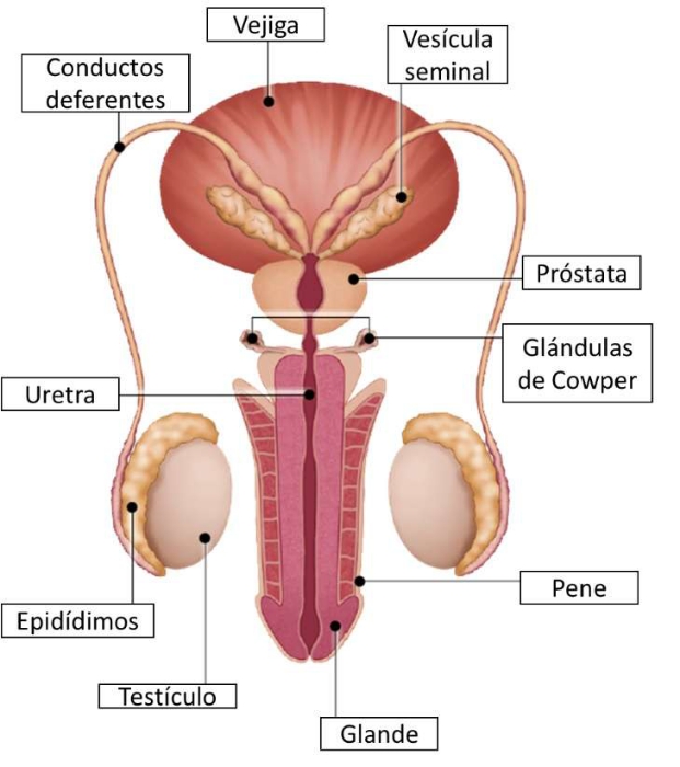 como-se-llaman-las-partes-del-aparato-reproductor-masculino