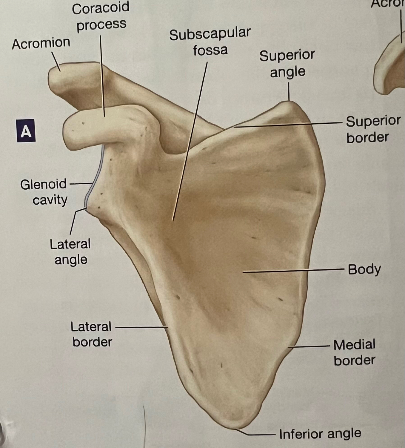 Scapula Bone Labeled Lateral View At Michael Harbour Blog Scapula Bone Labeled Lateral View At Michael Harbour Blog