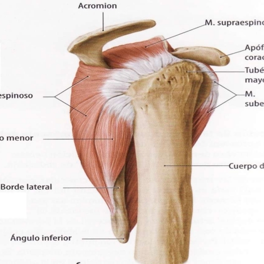 Musculos