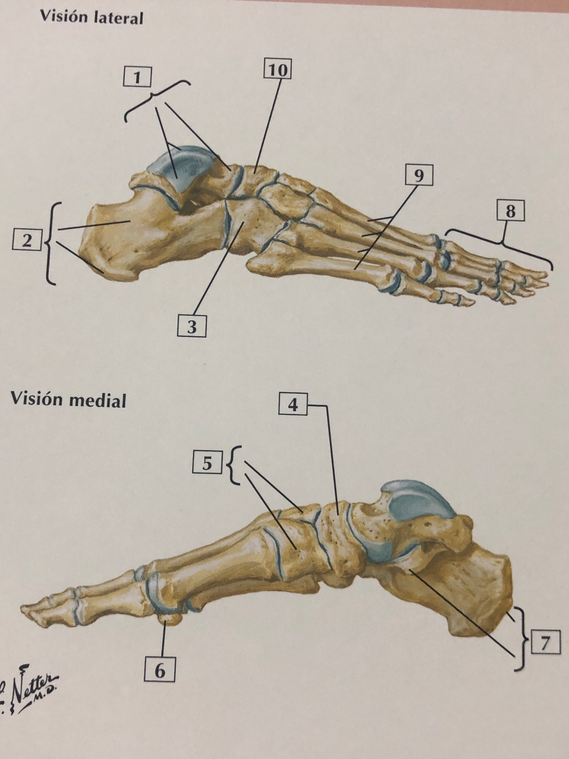 Diagrama De Los Huesos Del Pie