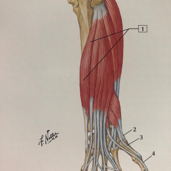 Musc del antebrazo