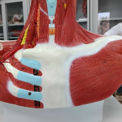 Tórax músculo, vena y arteria ant inter