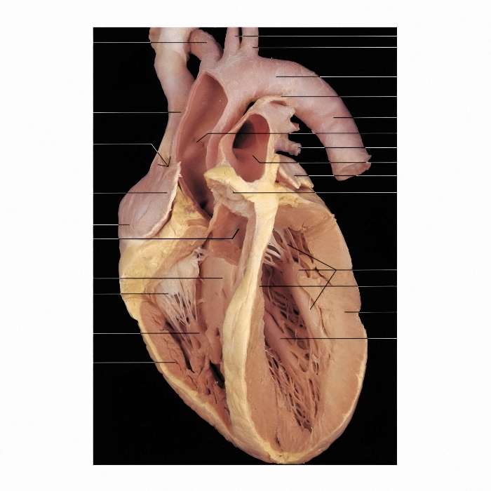 Anatomía Del Corazón Por Karinknowing Corazon Por Dentro Anatomia