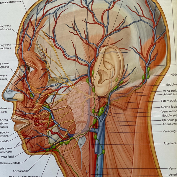 Vascularización, nervio facial VII y linfáticos cara