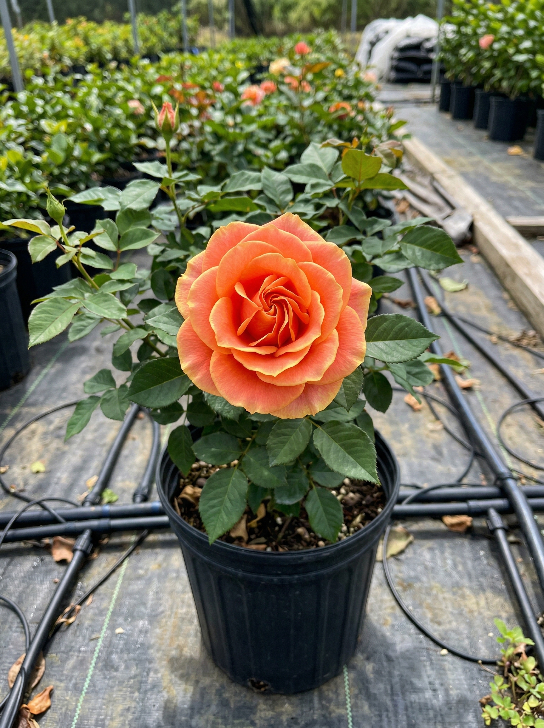 Rosa exótica en maceta — Demirboga Gardens