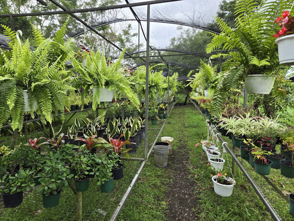 Plantas medicinales y hierbas en Jardín Centro Cao