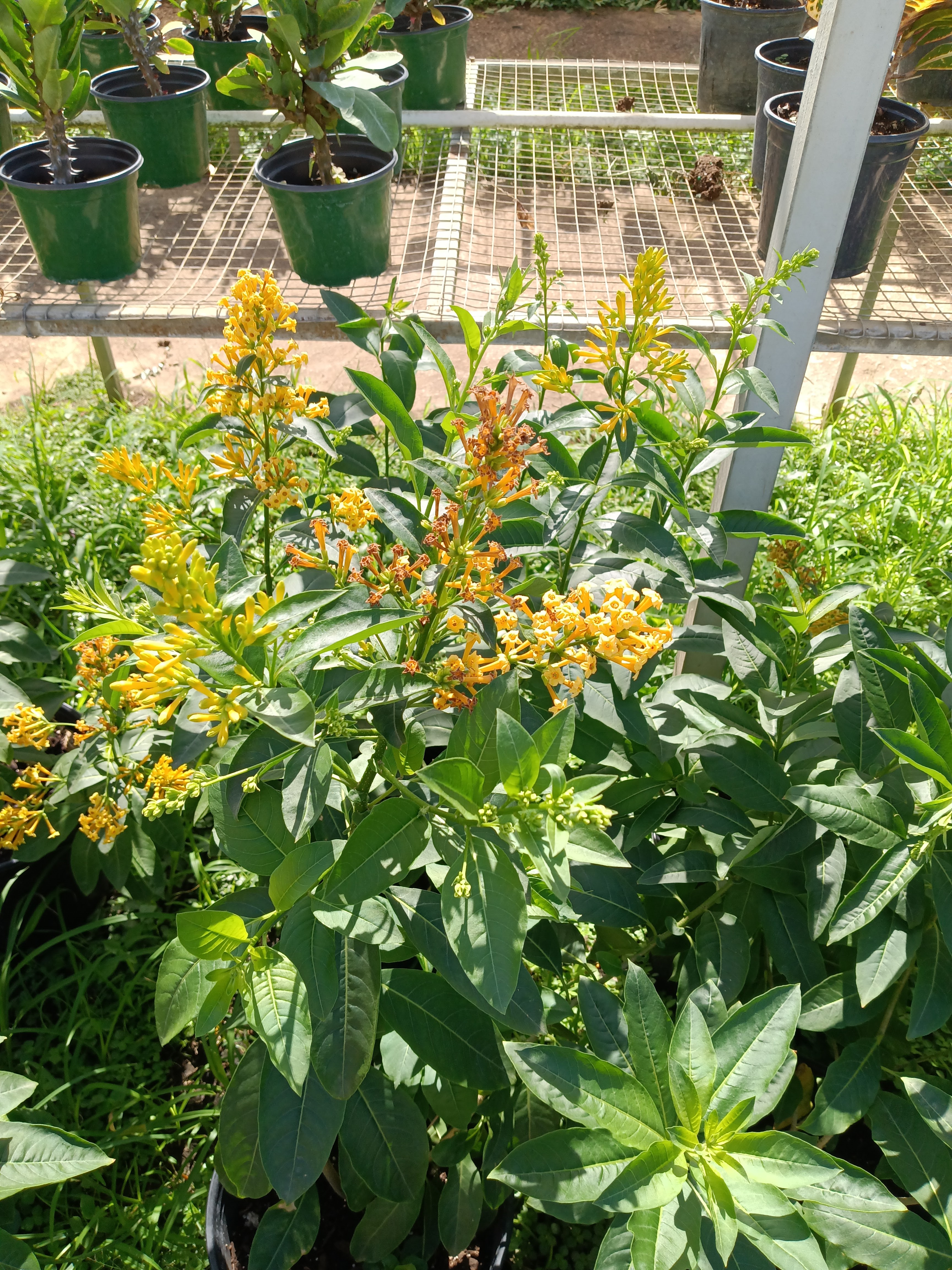 Producto — plantas vivero