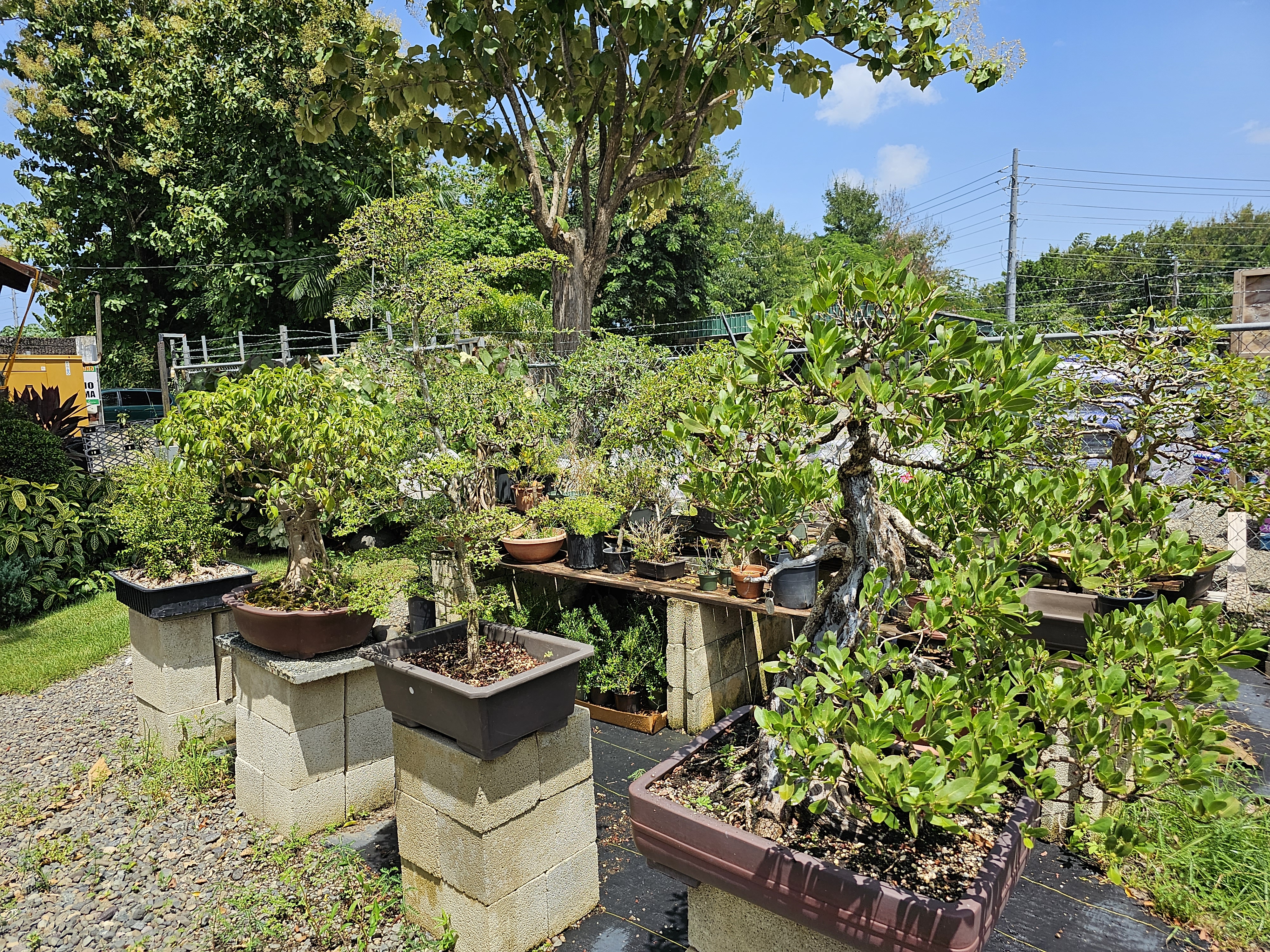 Palmas y plantas tropicales en la finca