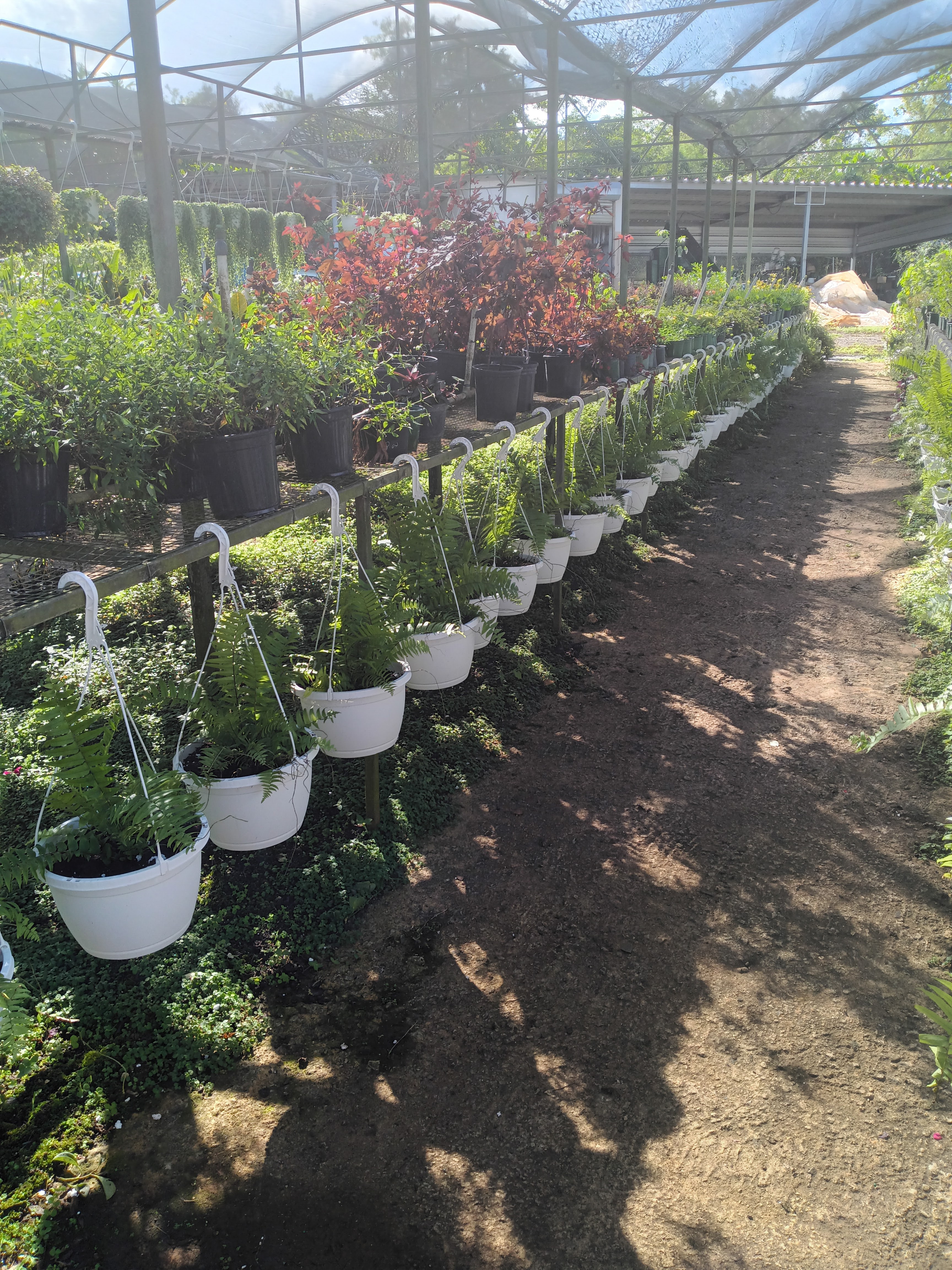 Vida verde — Plantas y Algo Más