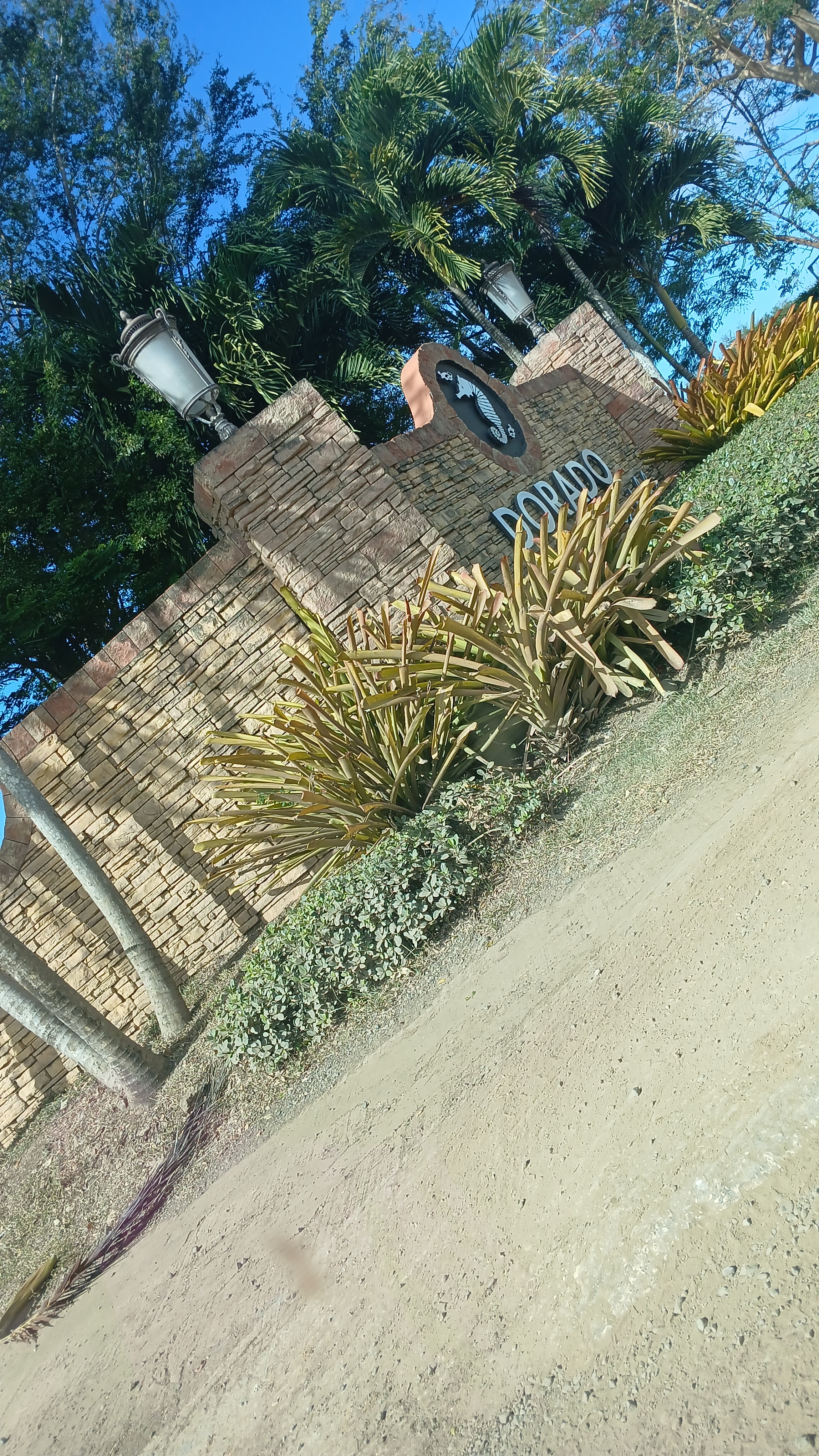 Producto French Tulip