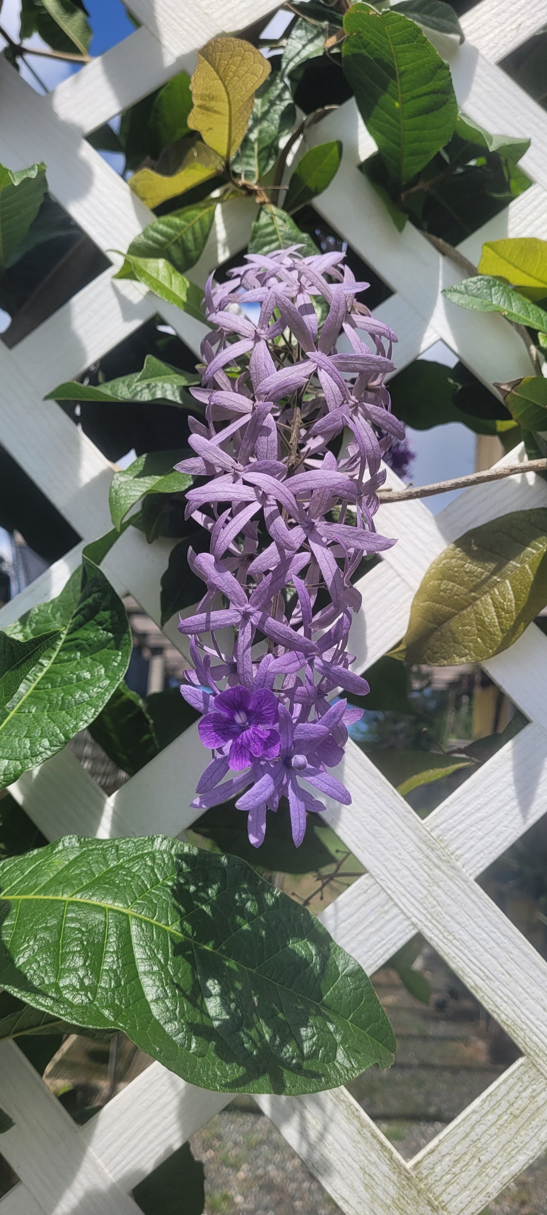 Producto — plantas vivero