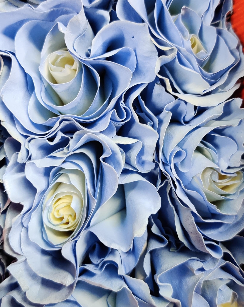 Lifestyle floral Caribbean Flower