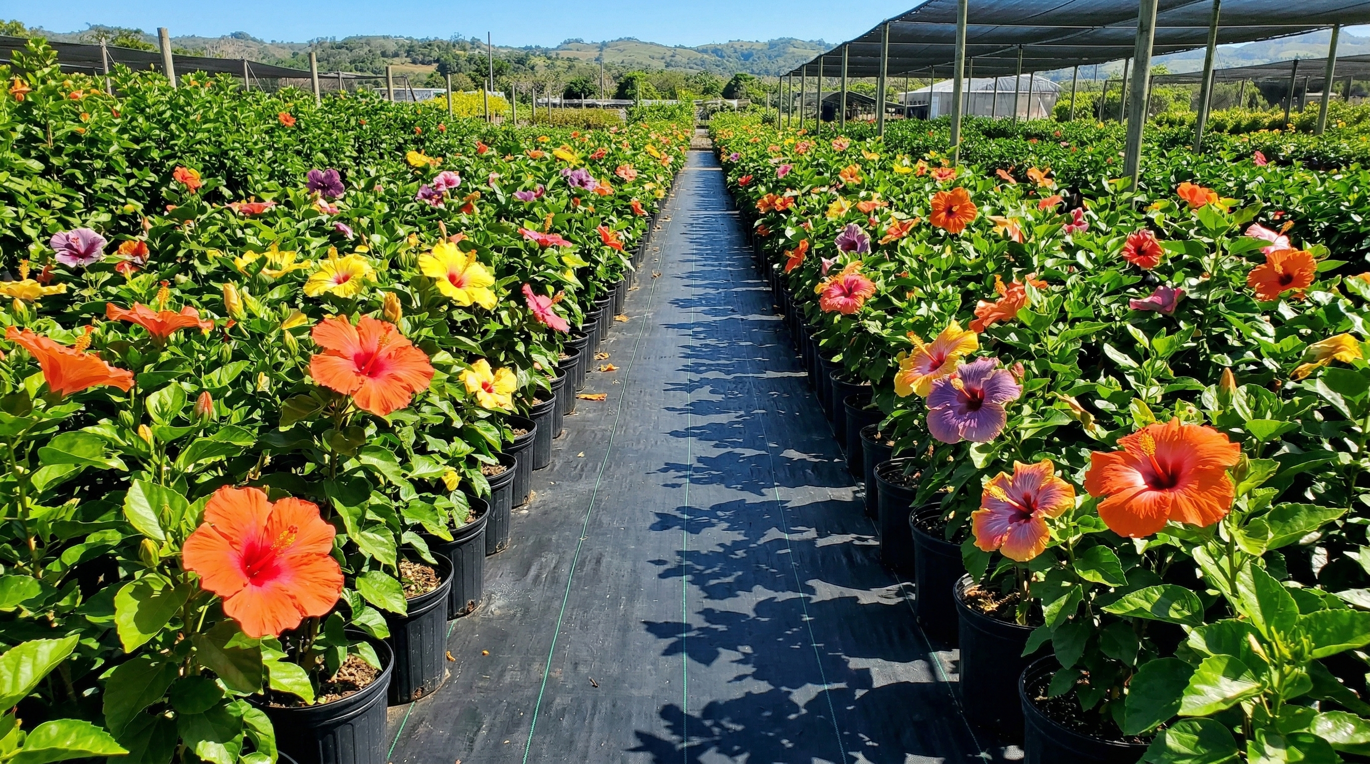 Corredor del vivero Demirboga Gardens — filas de plantas