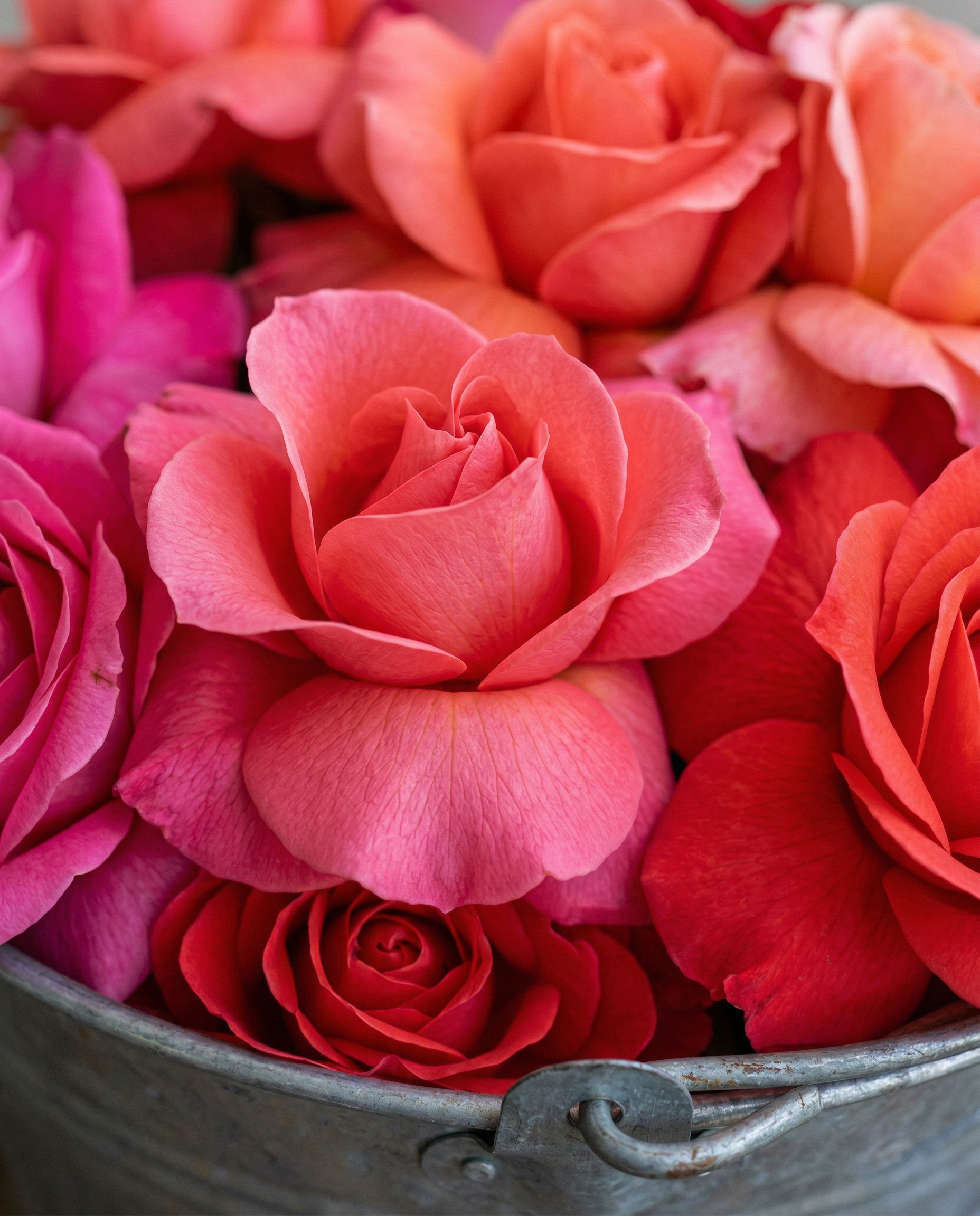 Textura de pétalos — detalle floral Caribbean Flower