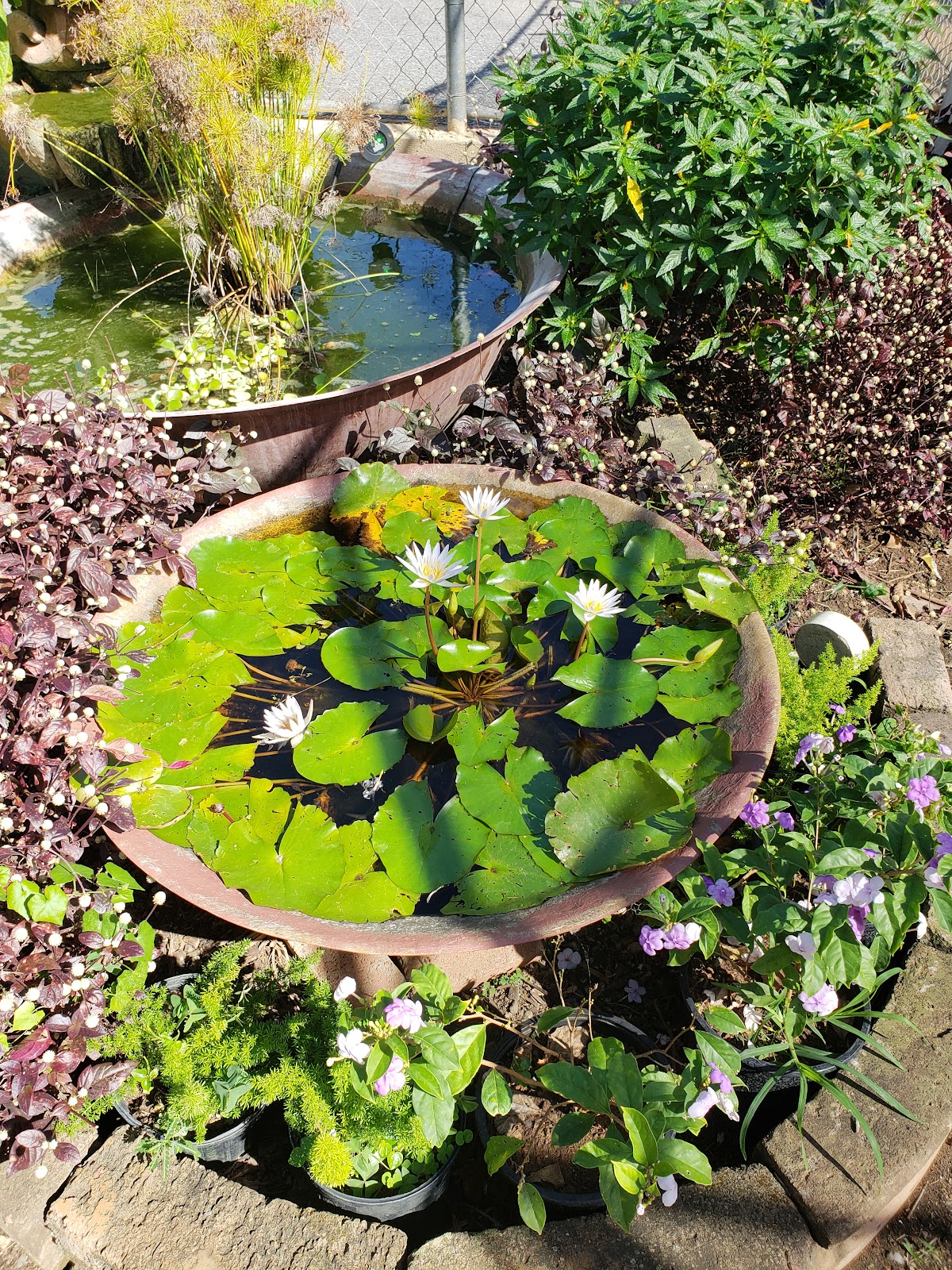 Vida verde — Plantas y Algo Más