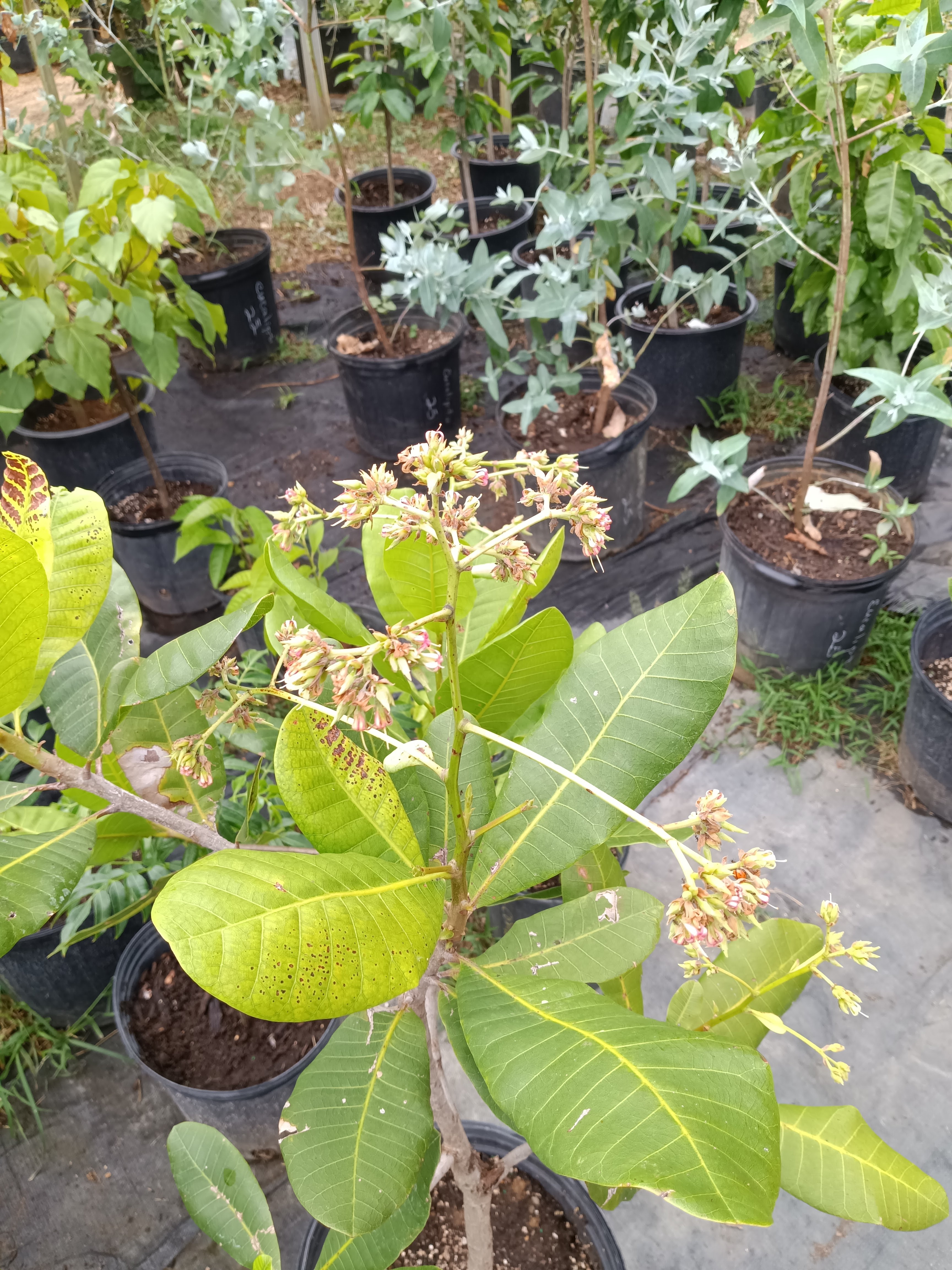 Producto — plantas vivero