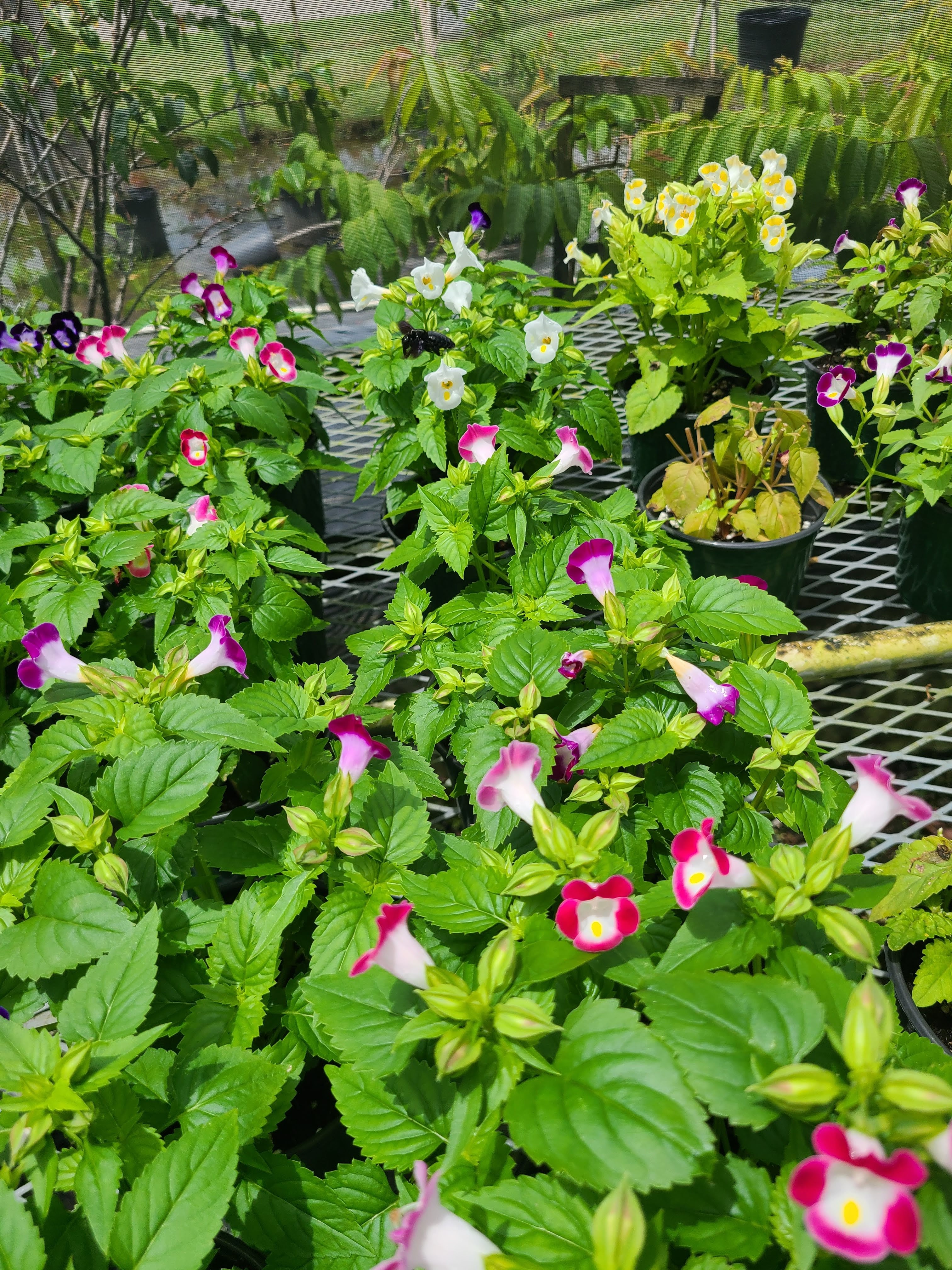 Flores y plantas de temporada