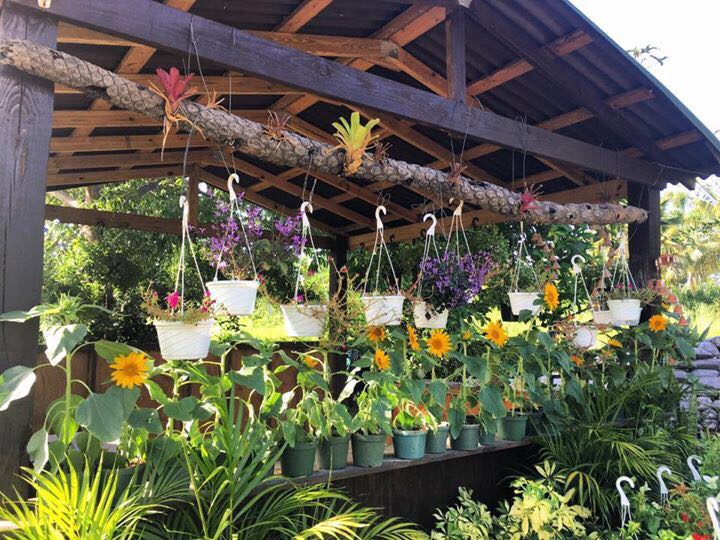Interior de Jardín Centro Cao con plantas ornamentales en exhibición